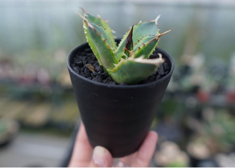 アガベ　チタノタ　黄覆輪　Agave titanota variegata