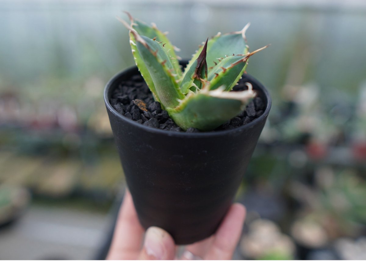 特選 黄覆輪 アガベ “黄嶺”光照る山嶺 写真出品 直径30cm越え アガベ チタノタ 黄覆輪 Agave titanota variegata | mana's