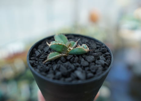 アガベ　チタノタ　 ブラックアンドブルー 　Agave titanota black and blue　No.7