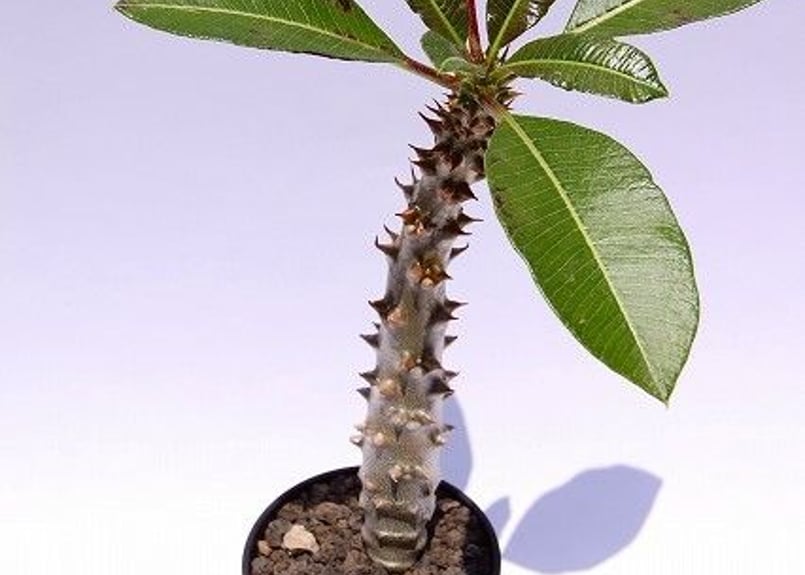 パキポディウム バロニー 実生 | mana's green:塊根植物販売 パキポディウム バロニー 実生 | mana's green:塊根植物販売