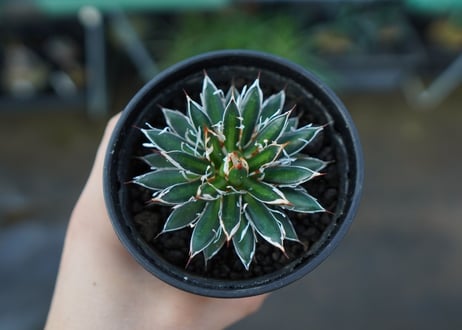 アガベ　フィリフェラ　シディゲラ　agave filifera ssp. schidigera 　No.1