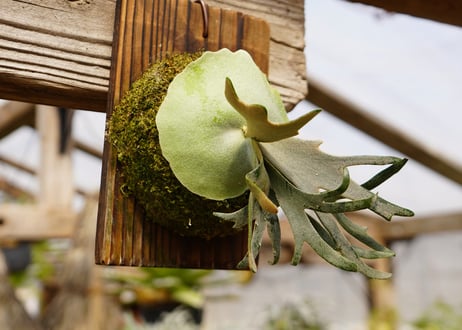 ビカクシダ  ウィリンキー　ジェイドガール　P. willinckii 'Jade Girl' (TC)