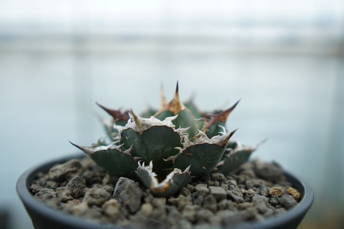 アガベ チタノタ FO-76 Agave titanota FO-76 No.2 | man