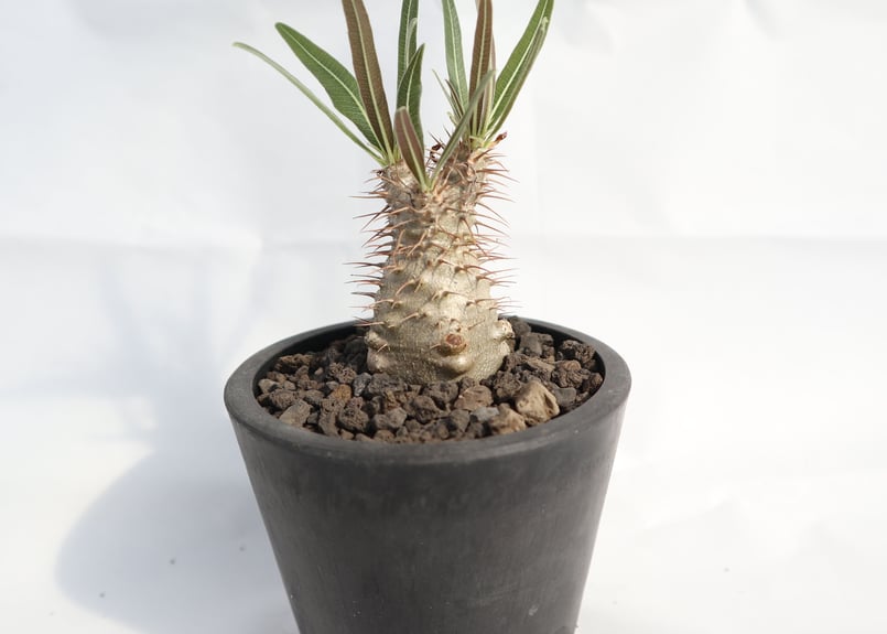 グラキリス　実生　沖縄産　選抜　５年目④ グラキリス実生 沖縄産 選抜 5年目 ① グラキリス 実生 沖縄産 選抜 5年