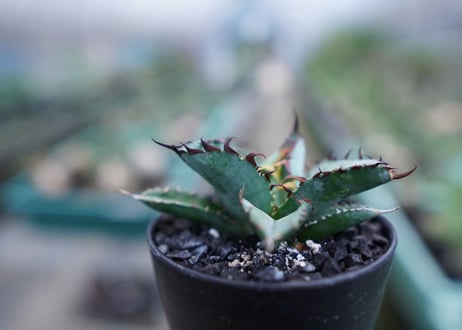 アガベ　チタノタ　 ブラックアンドブルー 　Agave titanota black and blue　No.5