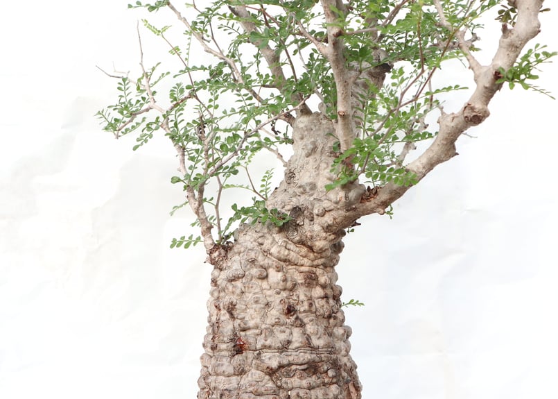 オペルクリカリア パキプス no.8 | mana's farm:塊根植物・アガベ