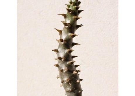 パキポディウム　バロニー　Pachypodium baronii  No.2