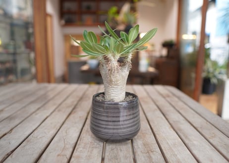 パキポディウム ホロンベンセ　Pachypodium　 horombense