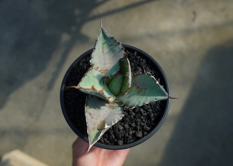 アガベ BLUE アガベ チタノタ ブルー agave titanota Blue No.1 | mana's