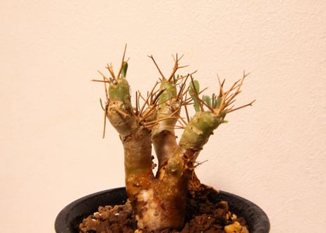 オトンナ　ユーフォルビオイデス　Othonna euphorbioides