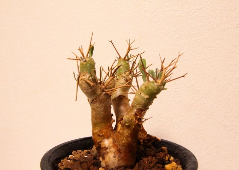 オトンナ ユーフォルビオイデス Othonna euphorbioides | mana's