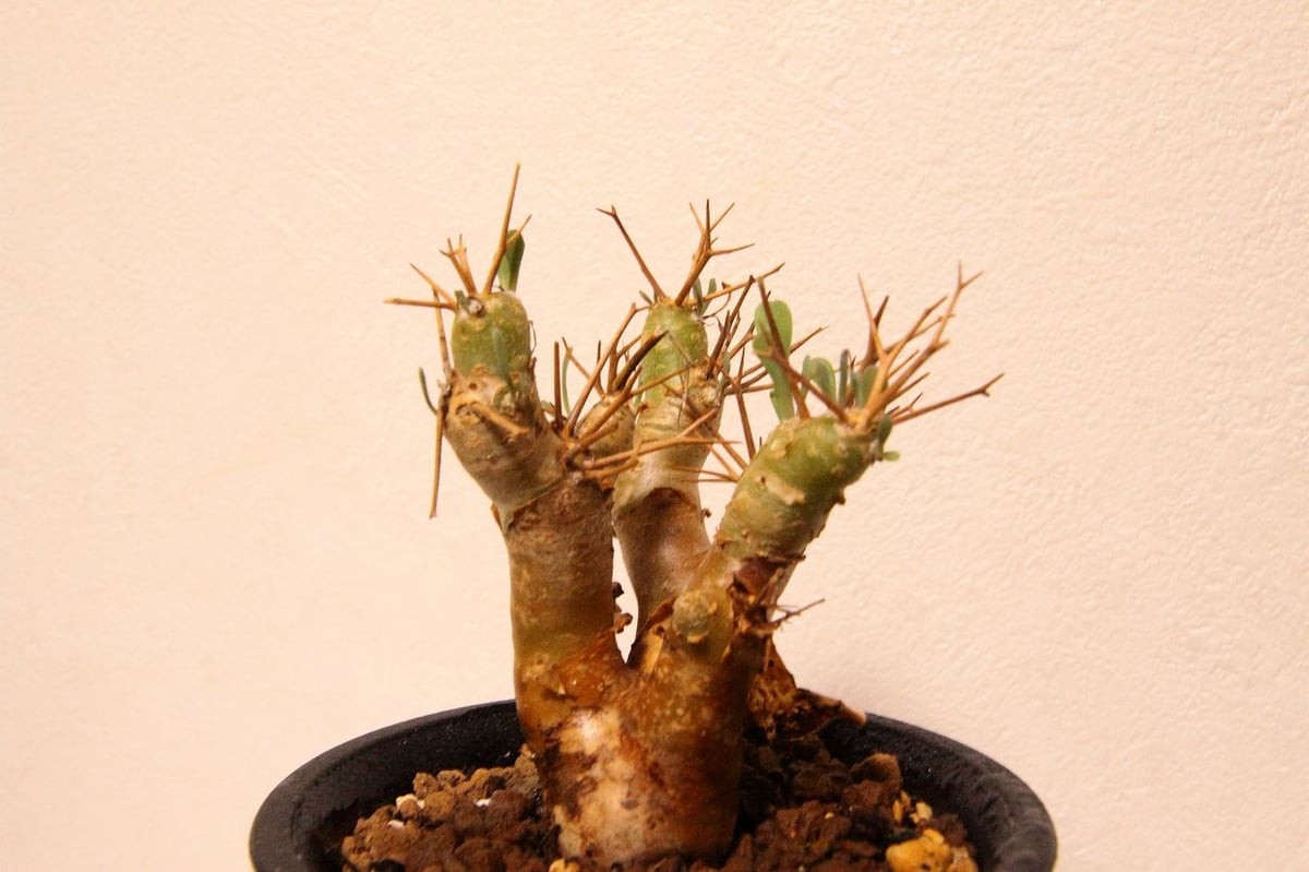 オトンナ ・ユーフォルビオイデス オトンナ・ユーフォルビオイデス（Othonna euphorbioides