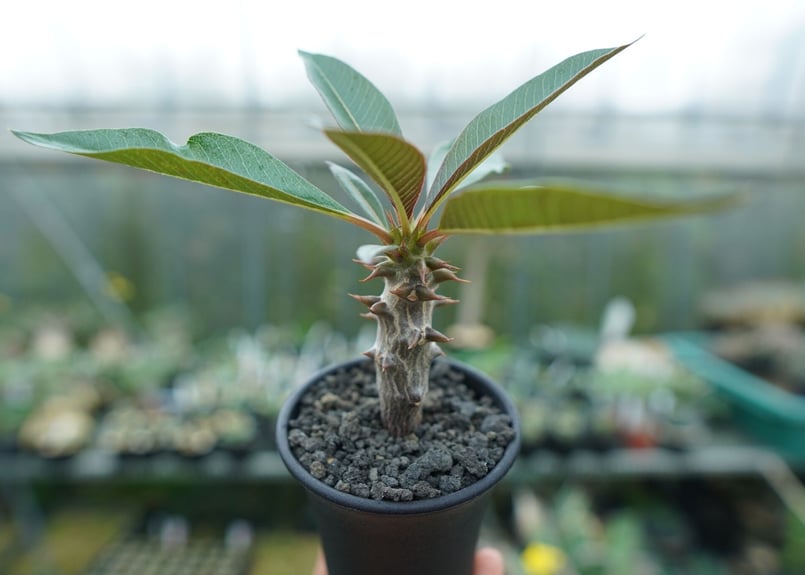 パキポディウム バロニー Pachypodium baronii | mana's farm: