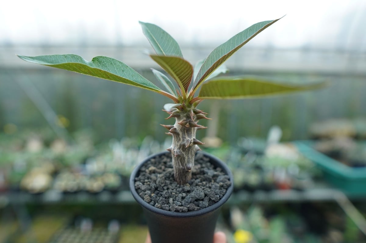 パキポディウム バロニー Pachypodium baronii パキポディウム バロニー Pachypodium baronii | mana's farm: