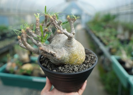 パキポディウム　グラキリス　 Pachypodium Gracilius　No.3