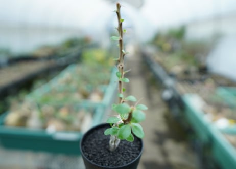 フォークイエリア　フォルモサ　Fouquieria formosa