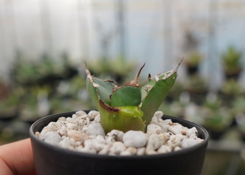 アガベ 　オテロイ　雪峰　鬼爪　親株販売 SUMMER セール】アガベ チタノタ 鬼爪 雪峰 ピカチュウ 希少