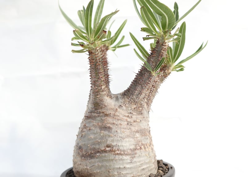 塊根植物 グラキリス 我が家の塊根植物🪴 パキポディウムグラキリス ベアルート株 2