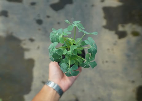 アデニア　グラウカ　Adenia glauca  No.8
