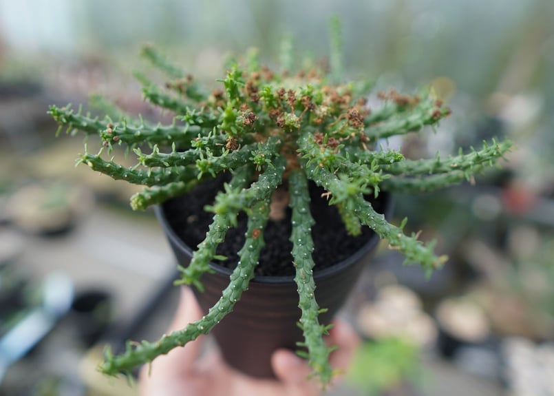 ユーフォルビア・ゴルゴニス（大） ユーフォルビア ゴルゴニス Euphorbia gorgonis No.3 | mana's