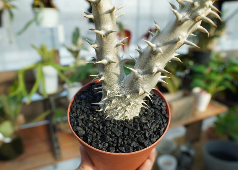 パキポディウム デンシフローラム No.2 | mana's farm:塊根植物