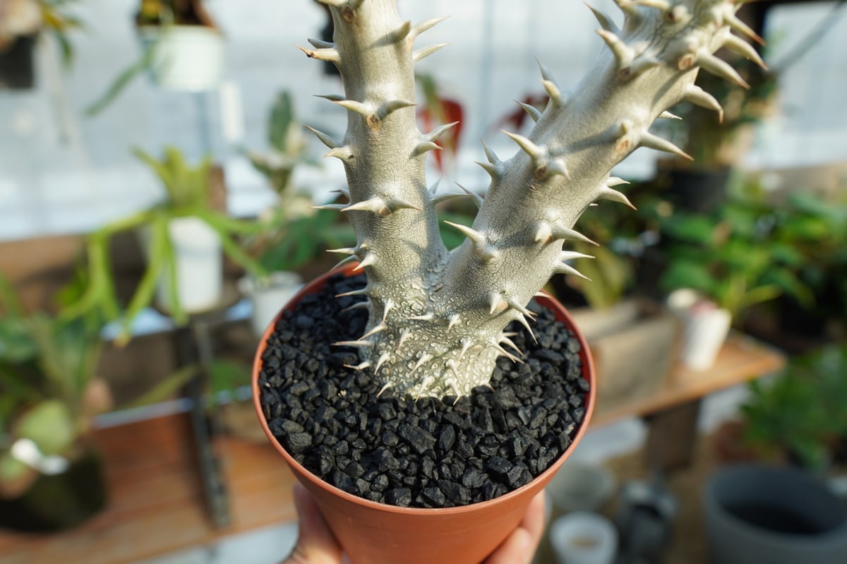 パキポディウム　デンシフローラム パキポディウム デンシフローラム Pachypodium densiflorum No.2
