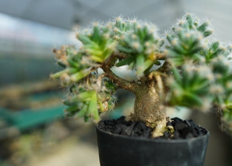 トリコディアデマ　デンサム　Trichodiadema densum  No.1
