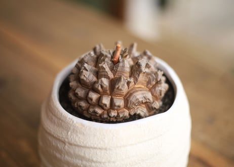 亀甲竜 Dioscorea elephantipes