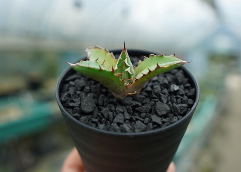 アガベ チタノタ 萬代厳竜 Agave lophantha×titanota No.1 | m アガベ チタノタ 萬代厳竜 Agave lophantha×titanota No.1 | m