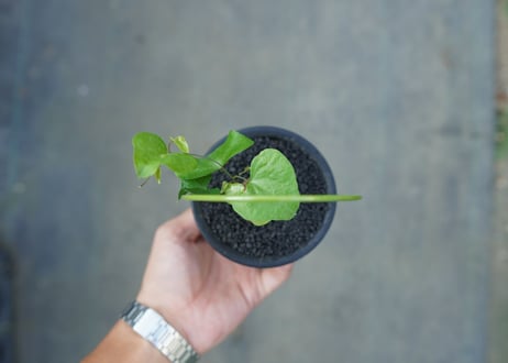 亀甲竜　Dioscorea elephantipes No.1