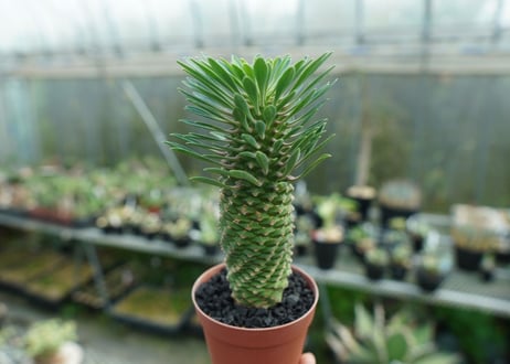 ユーフォルビア　ソテツキリン "パイナップルコーン"　Euphorbia sotetsukirin  No.1