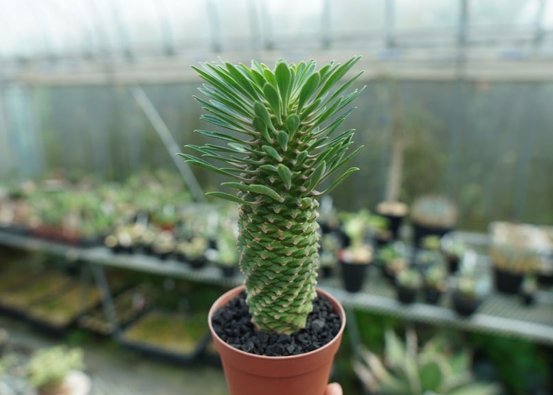 ユーフォルビア ソテツキリン 