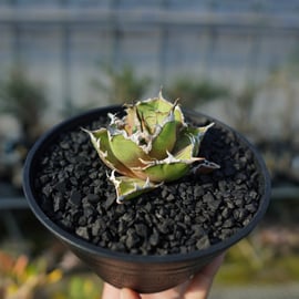 沖縄で育成したBBを1株限定でアップします。 | mana's farm:塊根植物