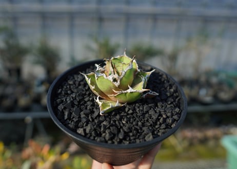 アガベ チタノタ シーザー agave titanota caesar
