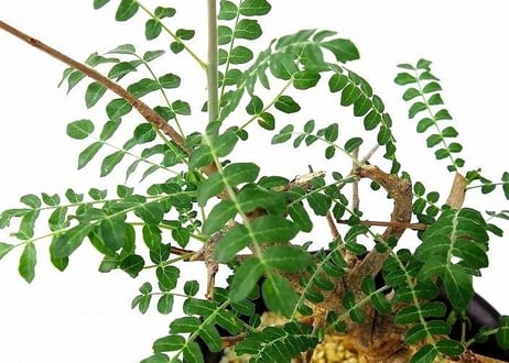 Boswellia neglecta ボスウェリア・ネグレクタ