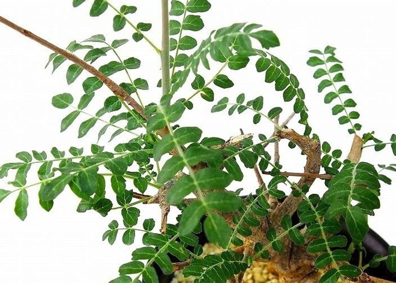 Boswellia neglecta ボスウェリア・ネグレクタ | mana's green:...