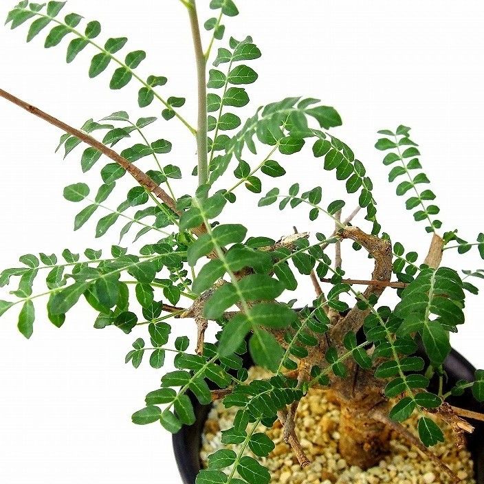 ボスウェリア ネグレクタ (Boswellia neglecta) 乳香の木 isla del pescado - Boswellia neglecta-ボスウェリア・ネグレクタ