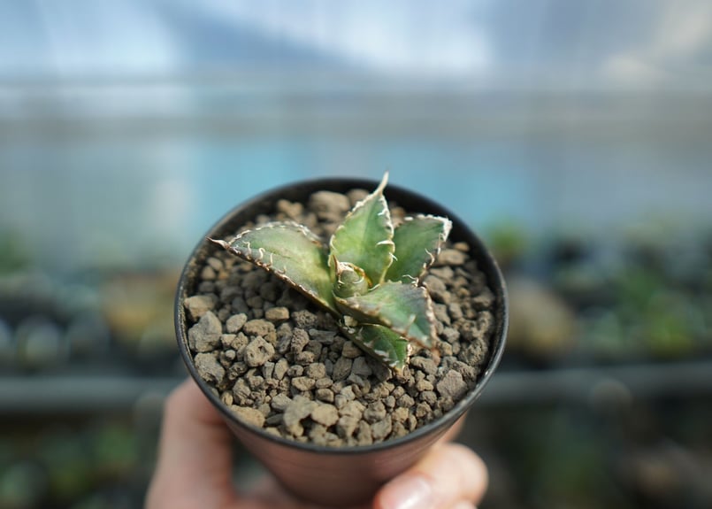 アガベ オテロイ オアハカ agave oteroi oaxaca | mana's gree...