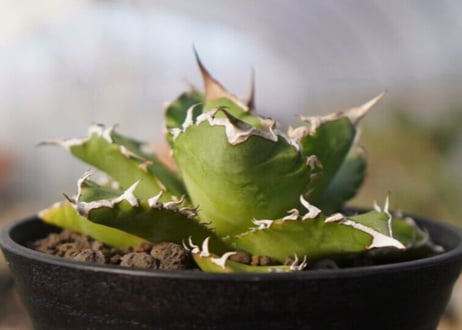 agave titanota 　ソーラーエクリプス
