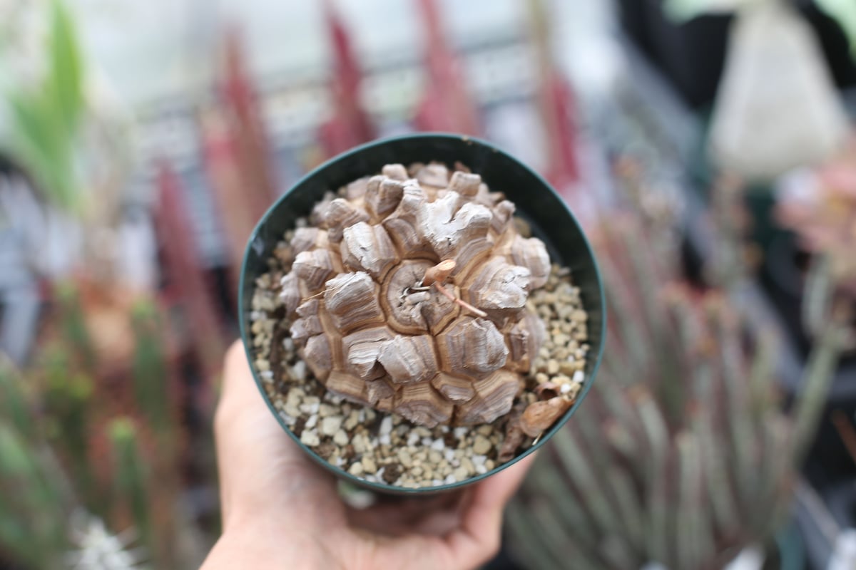 亀甲竜【特大胴まわり58cm】 オスメス不明 そのまま発送 亀甲竜【特大胴まわり58cm】 オスメス不明 そのまま発送 楽天