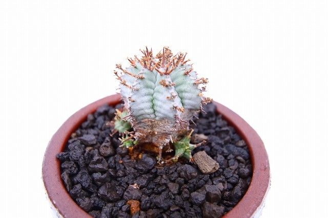 ユーフォルビア 白衣ホリダ | mana's farm:塊根植物・アガベ・ドライ