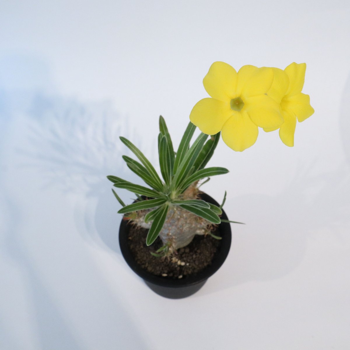 塊根植物　実生4年生　グラキリス　P 現品限り】パキポディウム・グラキリス 実生【Z34】 Pachypodium