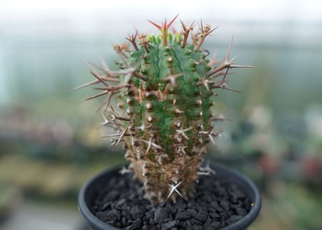 ユーフォルビア　群星冠　Euphorbia stellispina