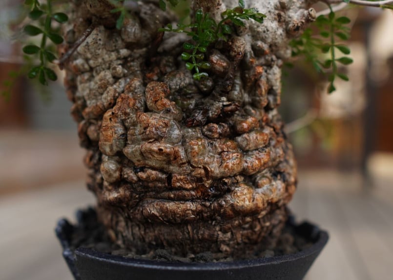 オペルクリカリア パキプス Operculicarya pachypus | mana's f