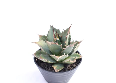 Agave titanota FO-76  compacta  no.４
