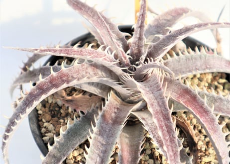 Dyckia  Rock x ML Red