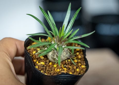 パキポディウム　グラキリス　 Pachypodium Gracilius
