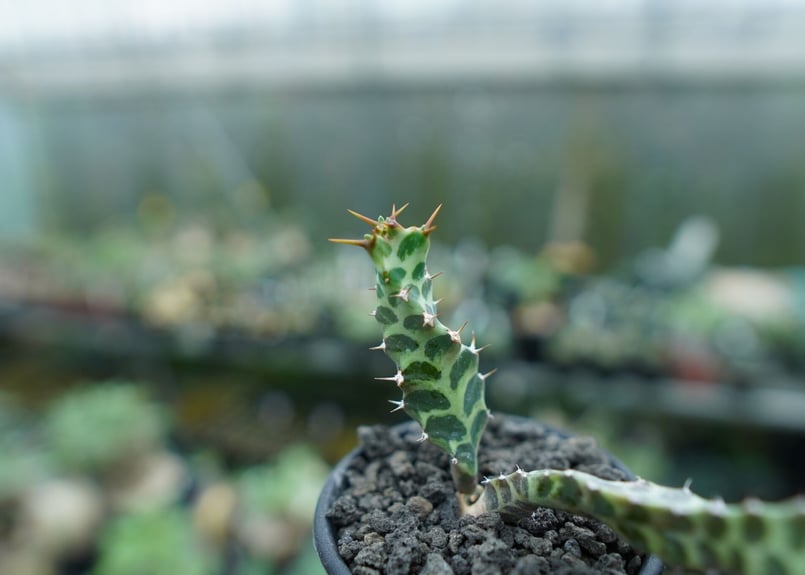 ユーフォルビア ペルシステンス Euphorbia persistens | mana's f