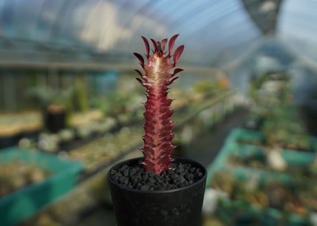 ユーフォルビア　紅彩雲閣　Euphorbia trigona f. rubra　No.1