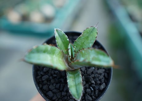 アガベ　チタノタ　 ブラックアンドブルー 　Agave titanota black and blue　子株